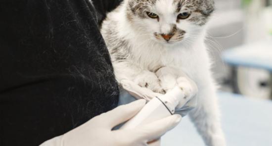 Govt Veterinary Officers Launch Token Strike